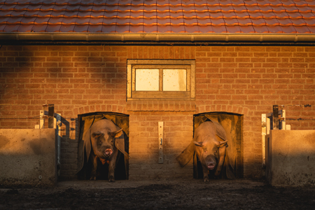 Livar varkens luik
