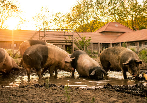 Livar varkens